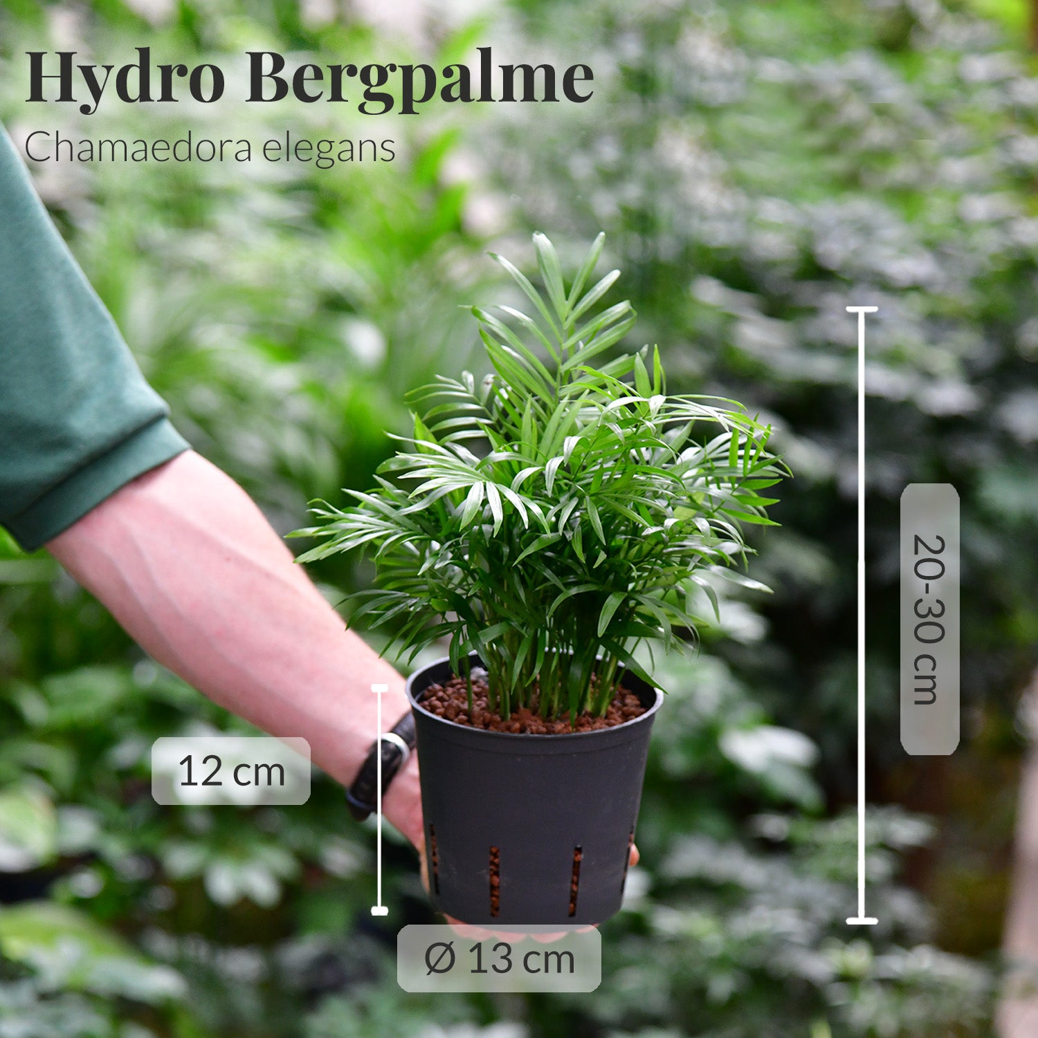 Bezaubernde Bergpalme, Hydropflanze 20-30cm