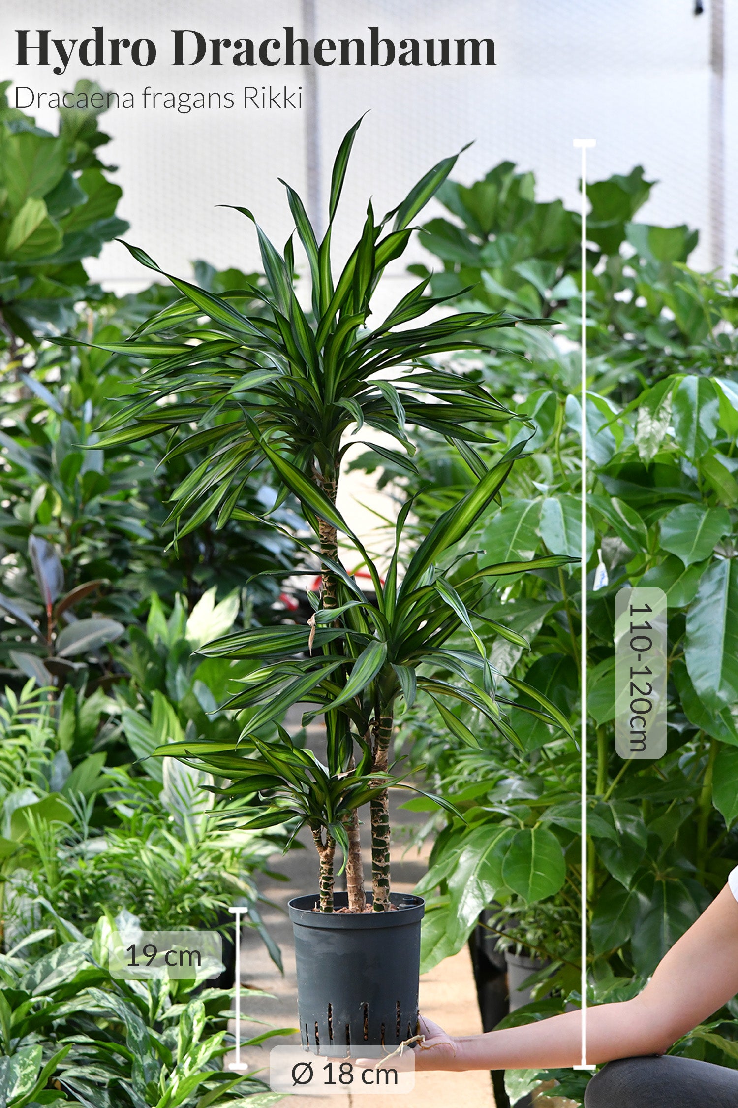 Rikki Drachenbaum, Hydropflanze 110-120cm