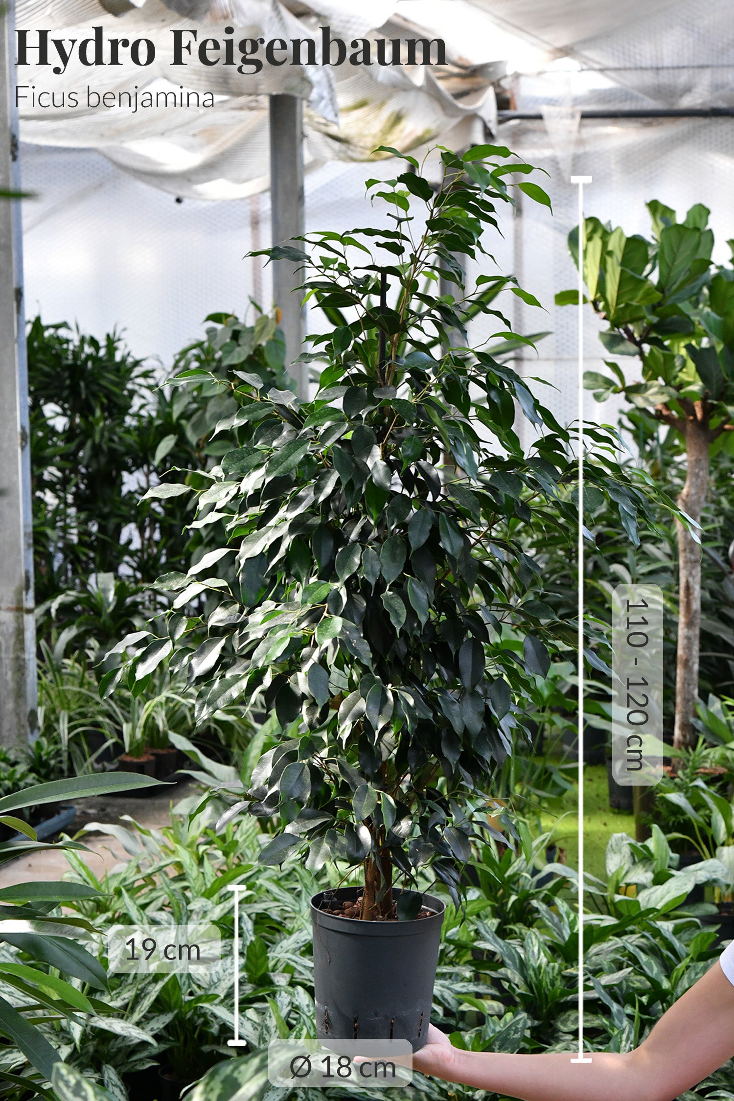 Bella Ficus Benjamina, Hydropflanze 110-120cm