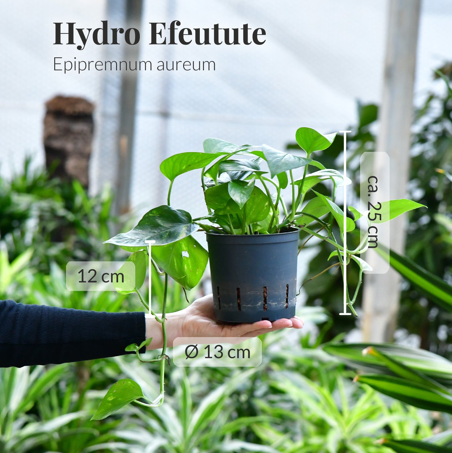 Eifrige Efeutute, Hydropflanze 20-25cm