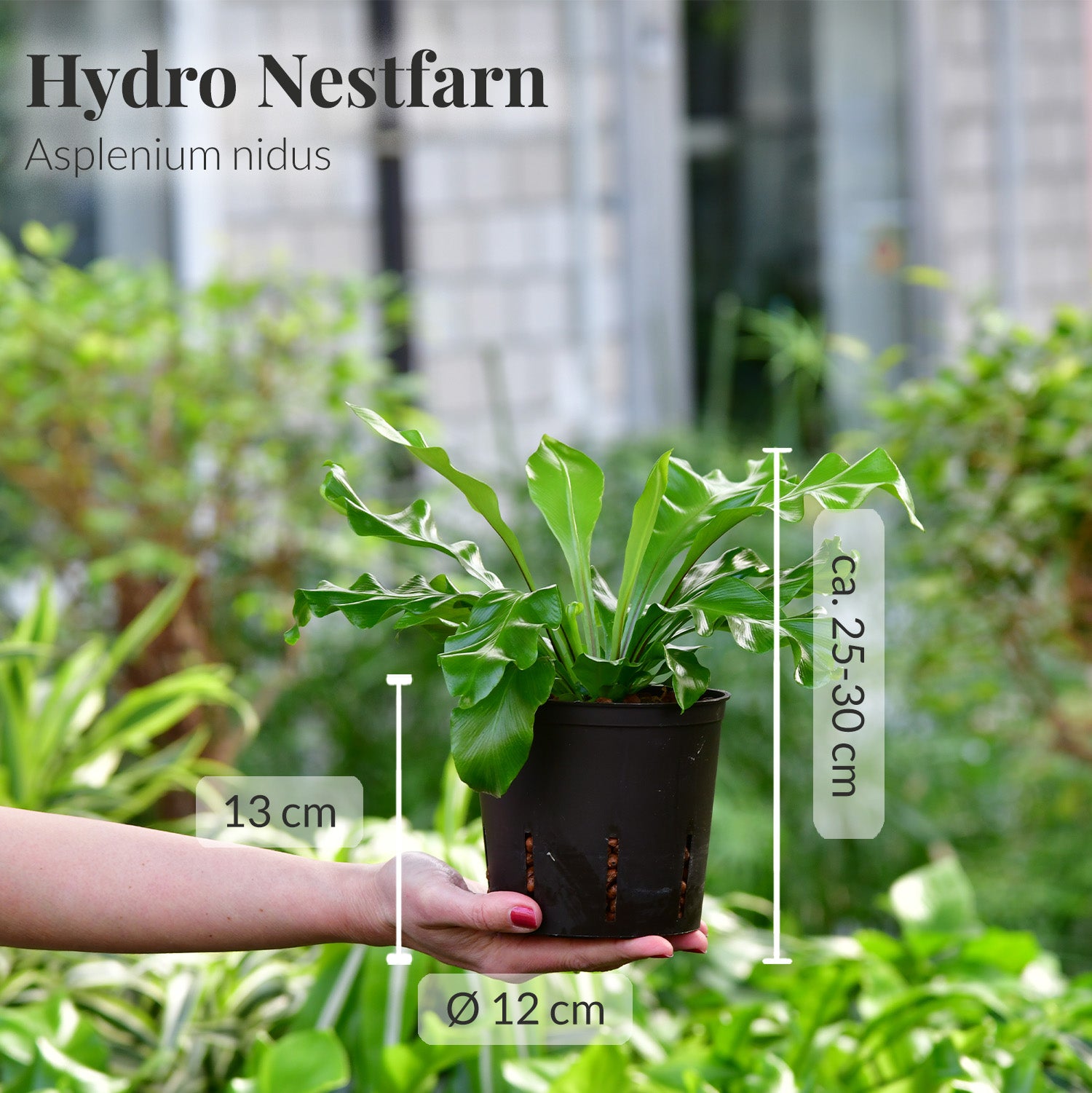 Networking Nestfarn, Hydropflanze 20-30cm