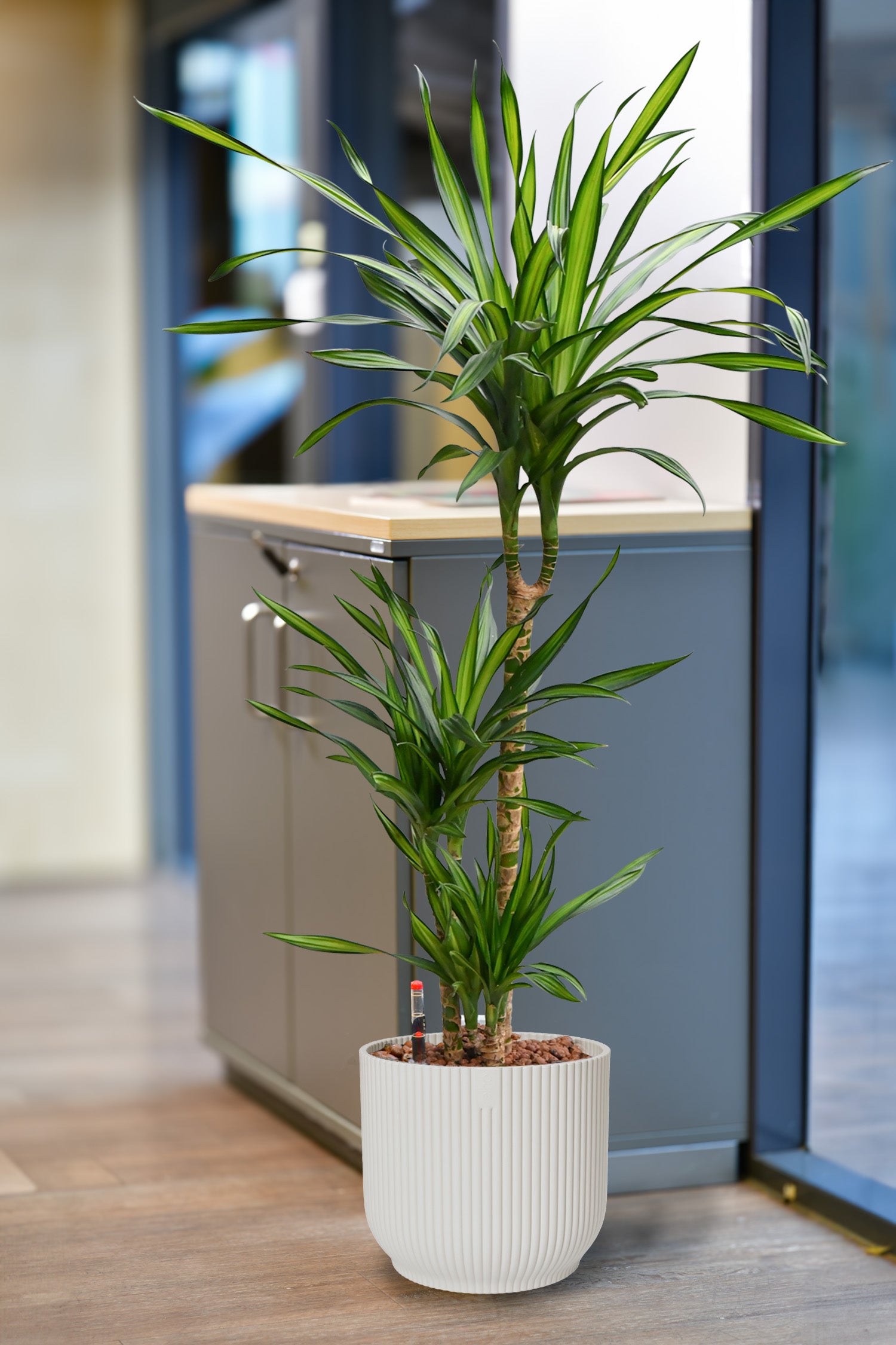 Rikki Drachenbaum, Hydropflanze 110-120cm