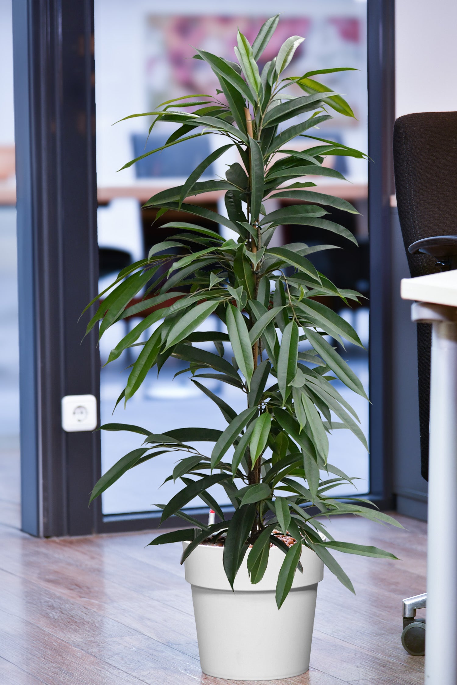 Filigraner Ficus Amstel King, Hydropflanze 110-120cm