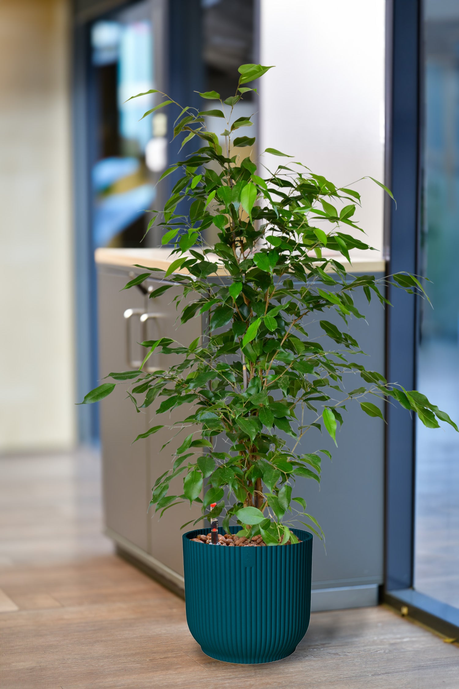 Bella Ficus Benjamina, Hydropflanze 110-120cm