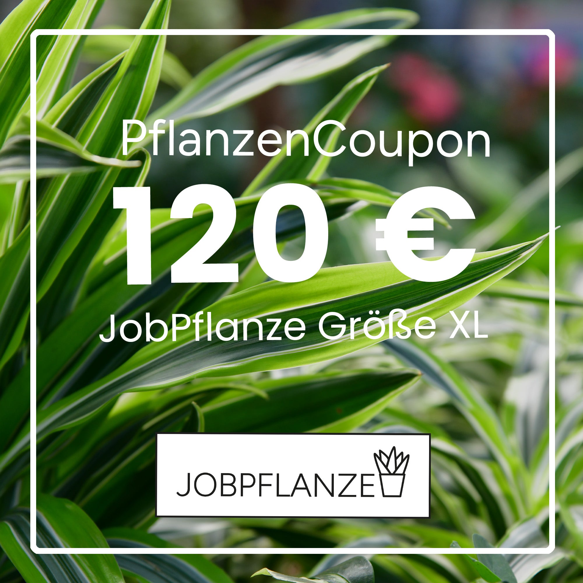 JobPflanze Coupon 120€