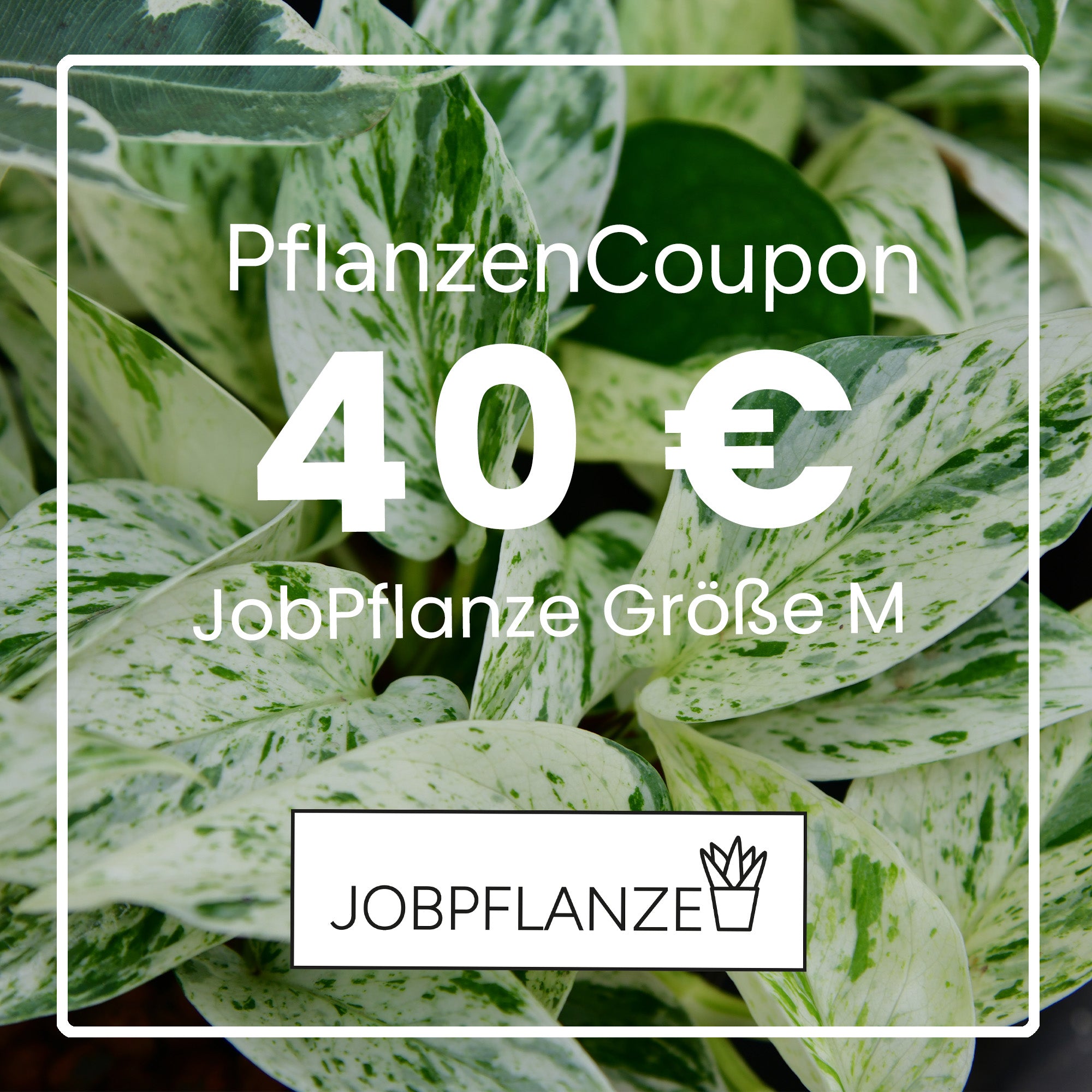 JobPflanze Coupon 40€