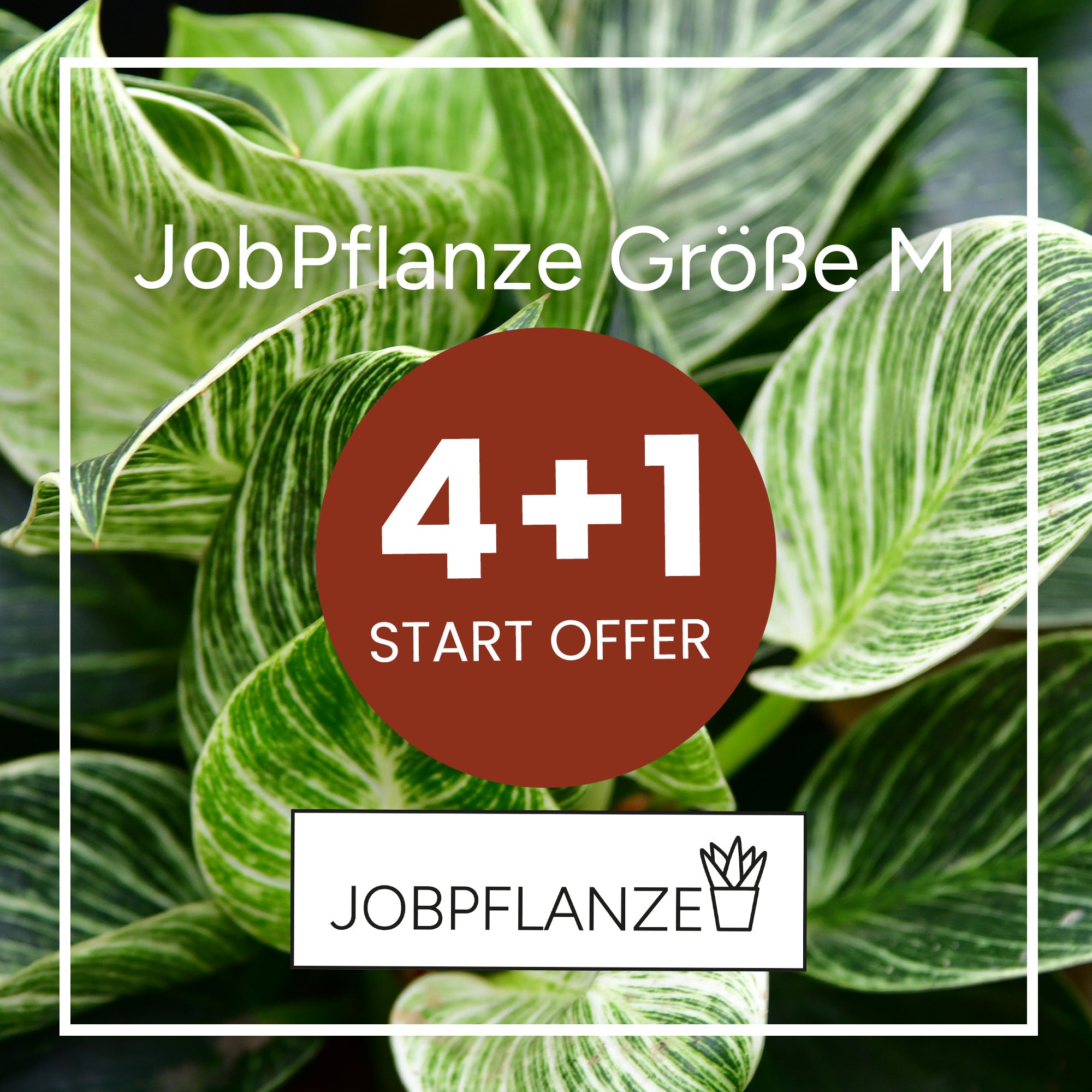 4+1 START OFFER JobPflanze Coupon 40€