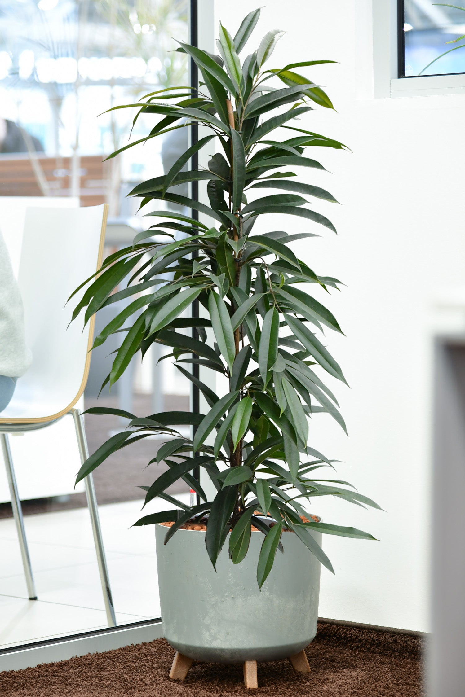 Filigraner Ficus Amstel King, Hydropflanze 110-120cm