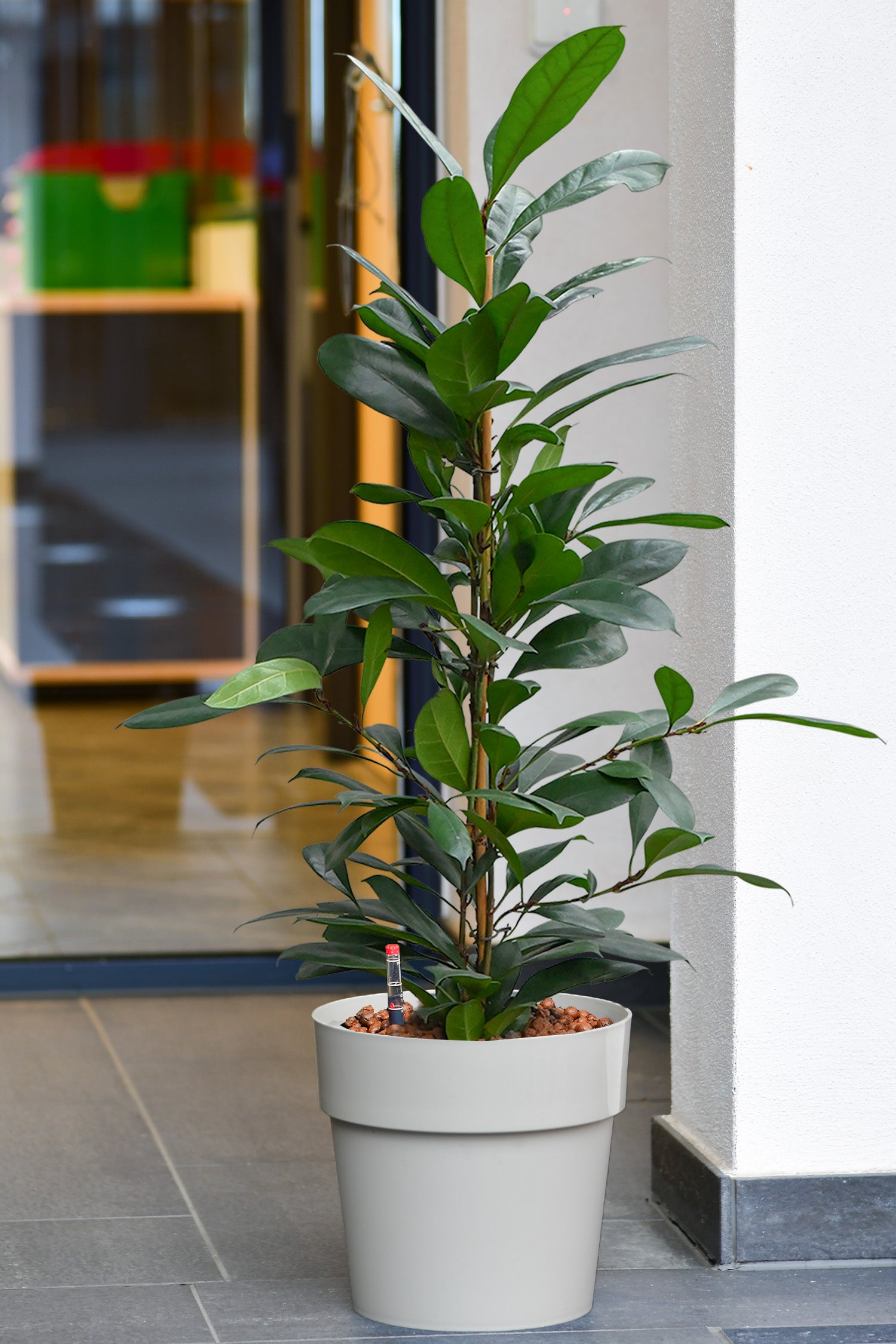 Angesagter Afrikanischer Feigenbaum, Hydropflanze 110-120cm