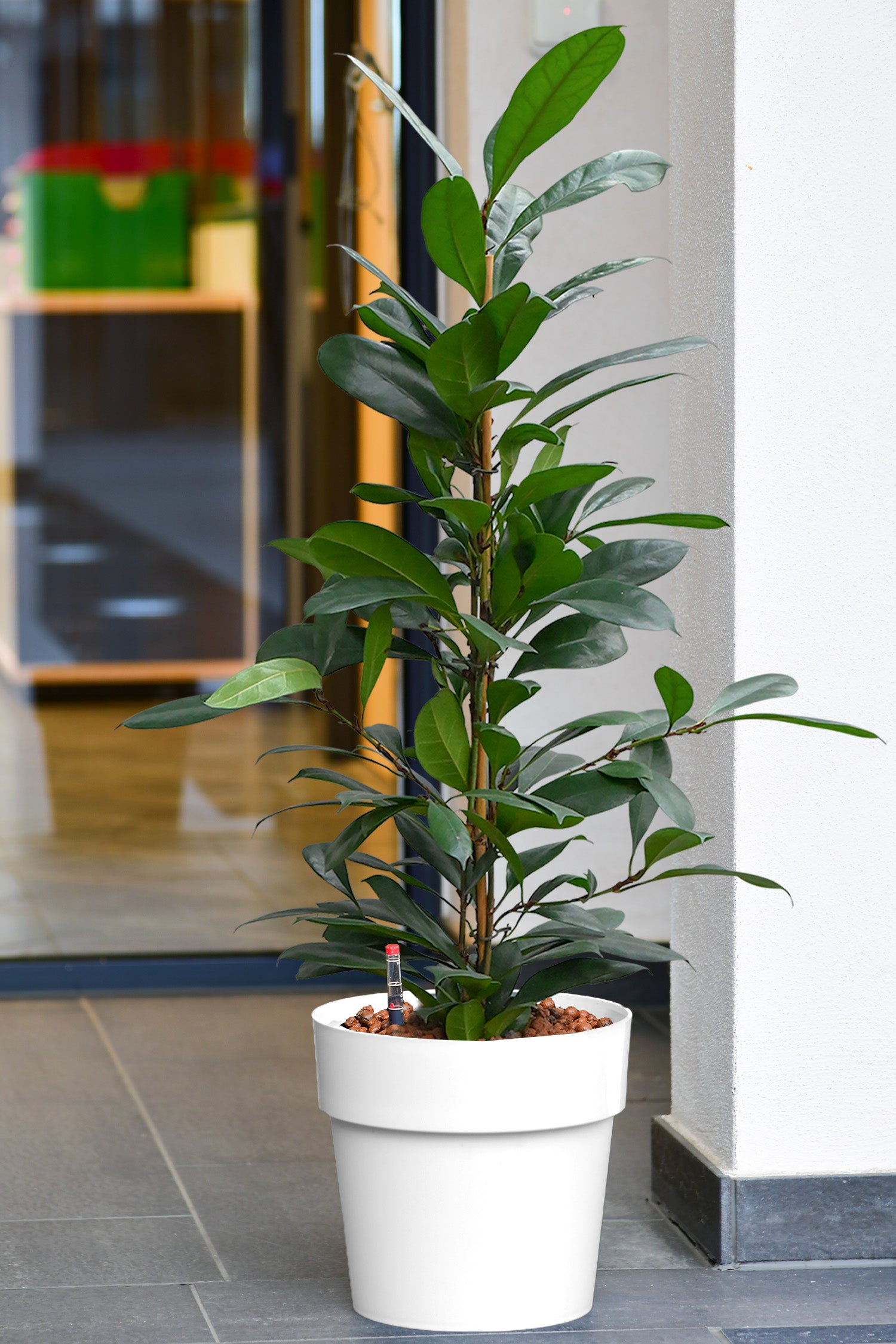 Angesagter Afrikanischer Feigenbaum, Hydropflanze 110-120cm