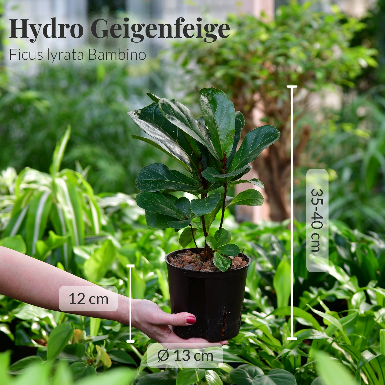 Geliebte Geigenfeige, Hydropflanze 30-40cm