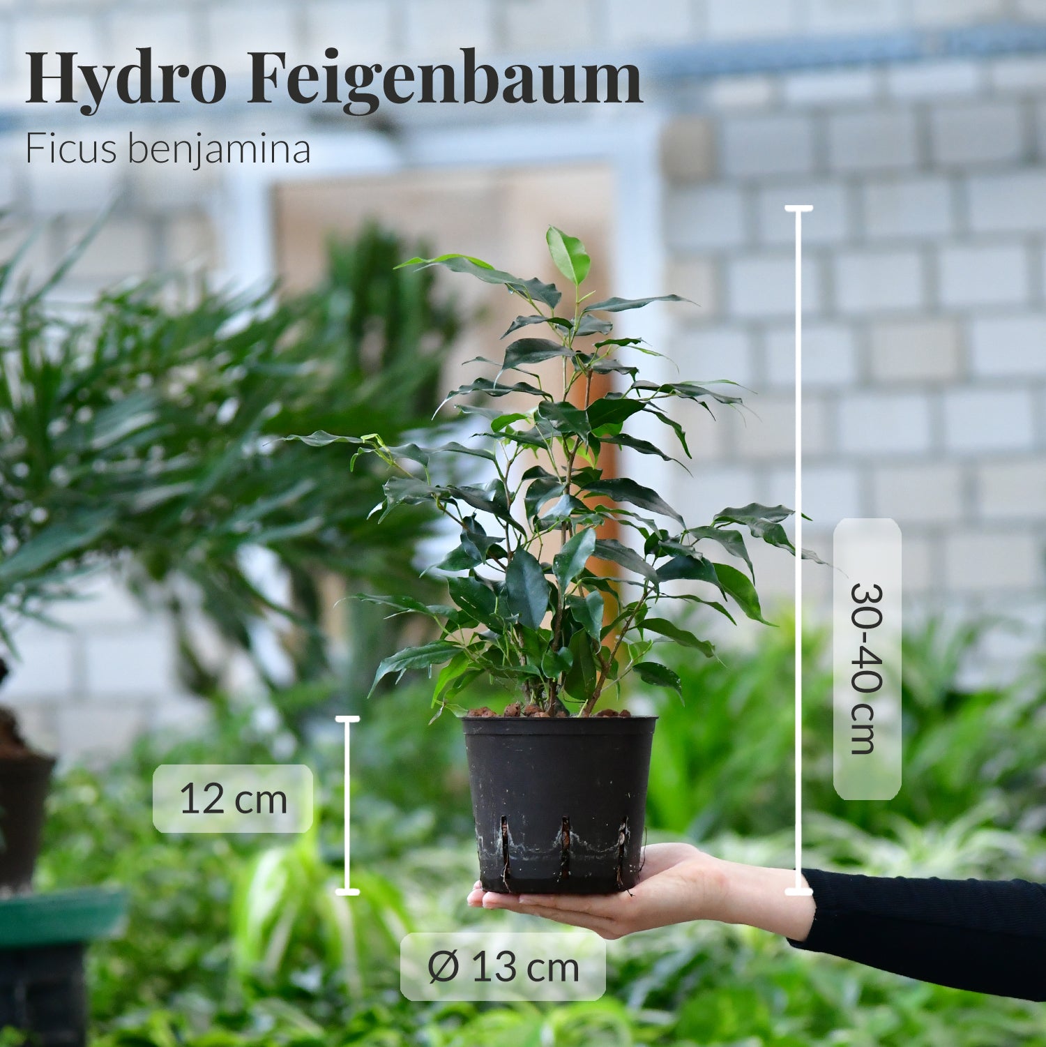 Friedlicher Ficus, Hydropflanze 30-40cm