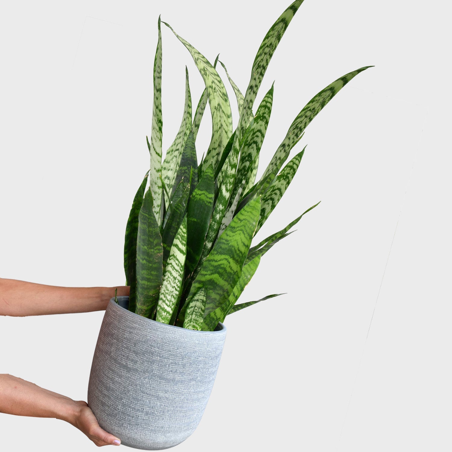 Hydro Kingsize Sansevieria Zeylanica, 70-80cm