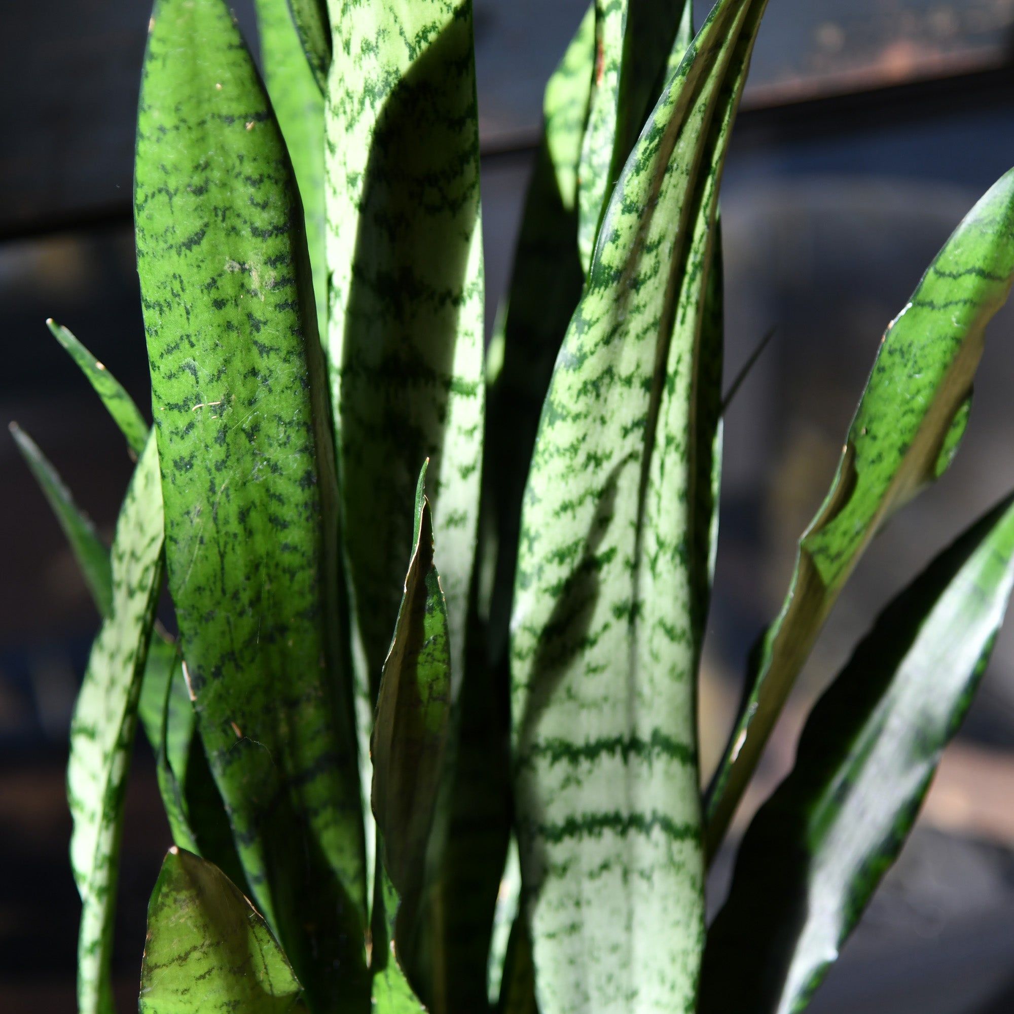 Schlanke Sansevieria, Hydropflanze 20-30cm