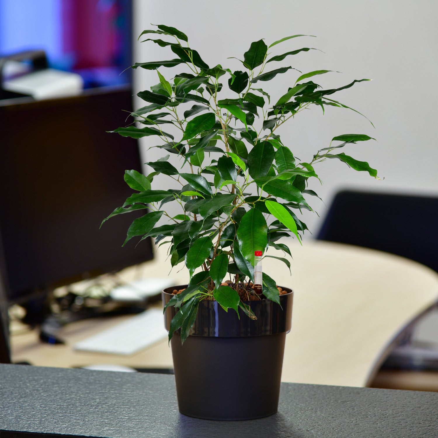 Friedlicher Ficus, Hydropflanze 30-40cm