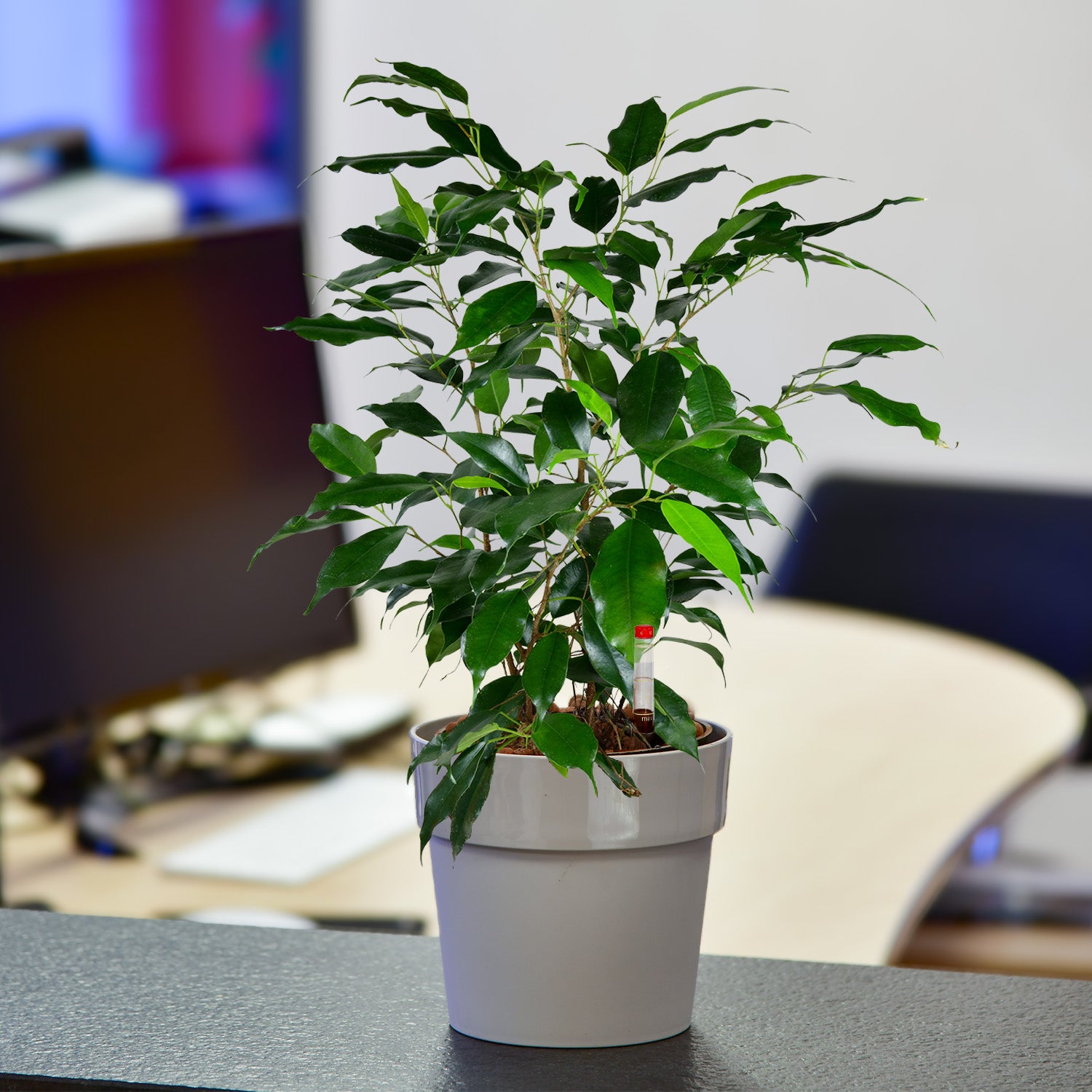 Friedlicher Ficus, Hydropflanze 30-40cm