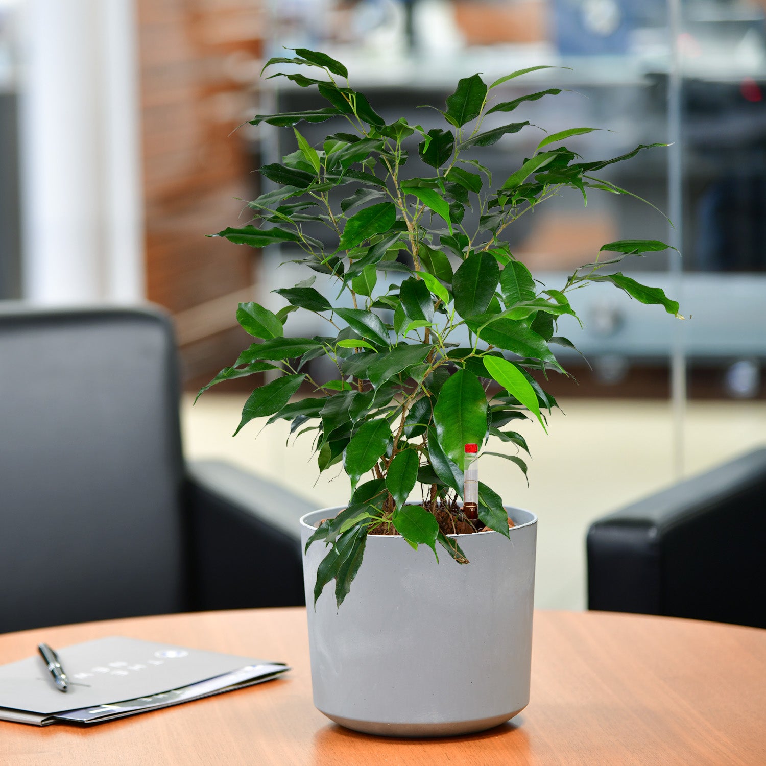 Friedlicher Ficus, Hydropflanze 30-40cm