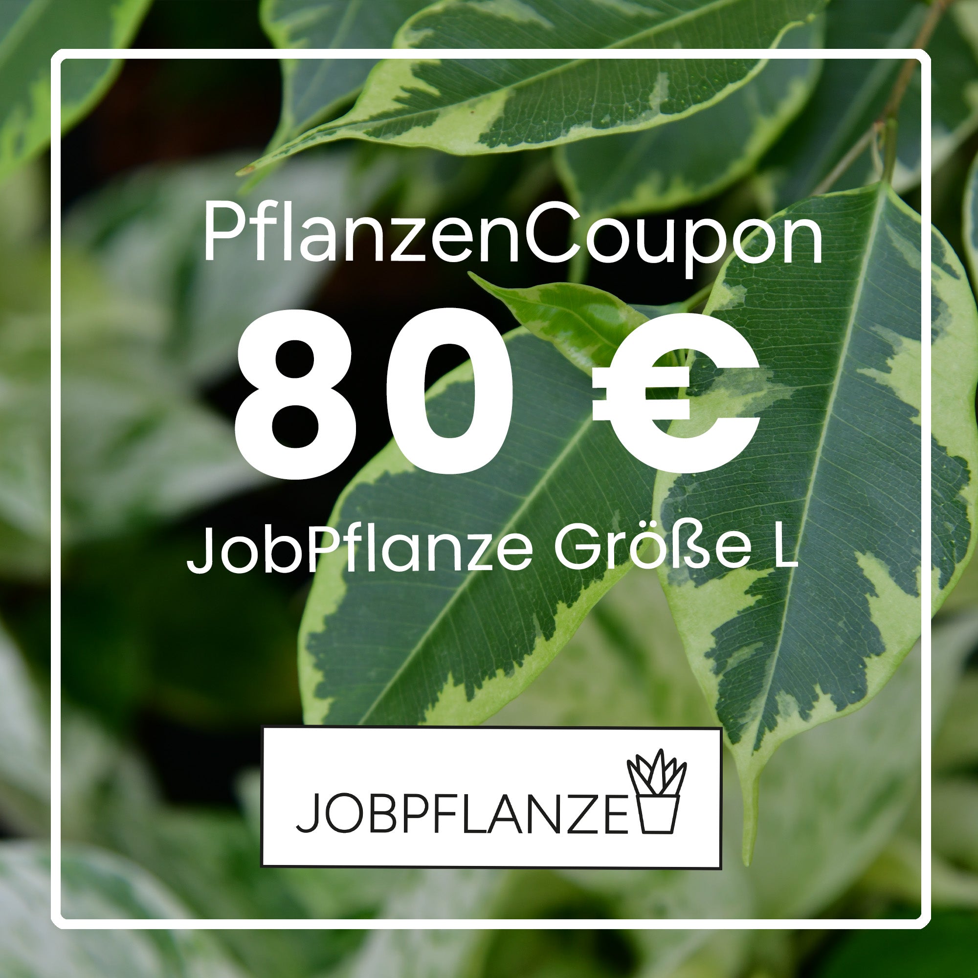 JobPflanze Coupon 80€