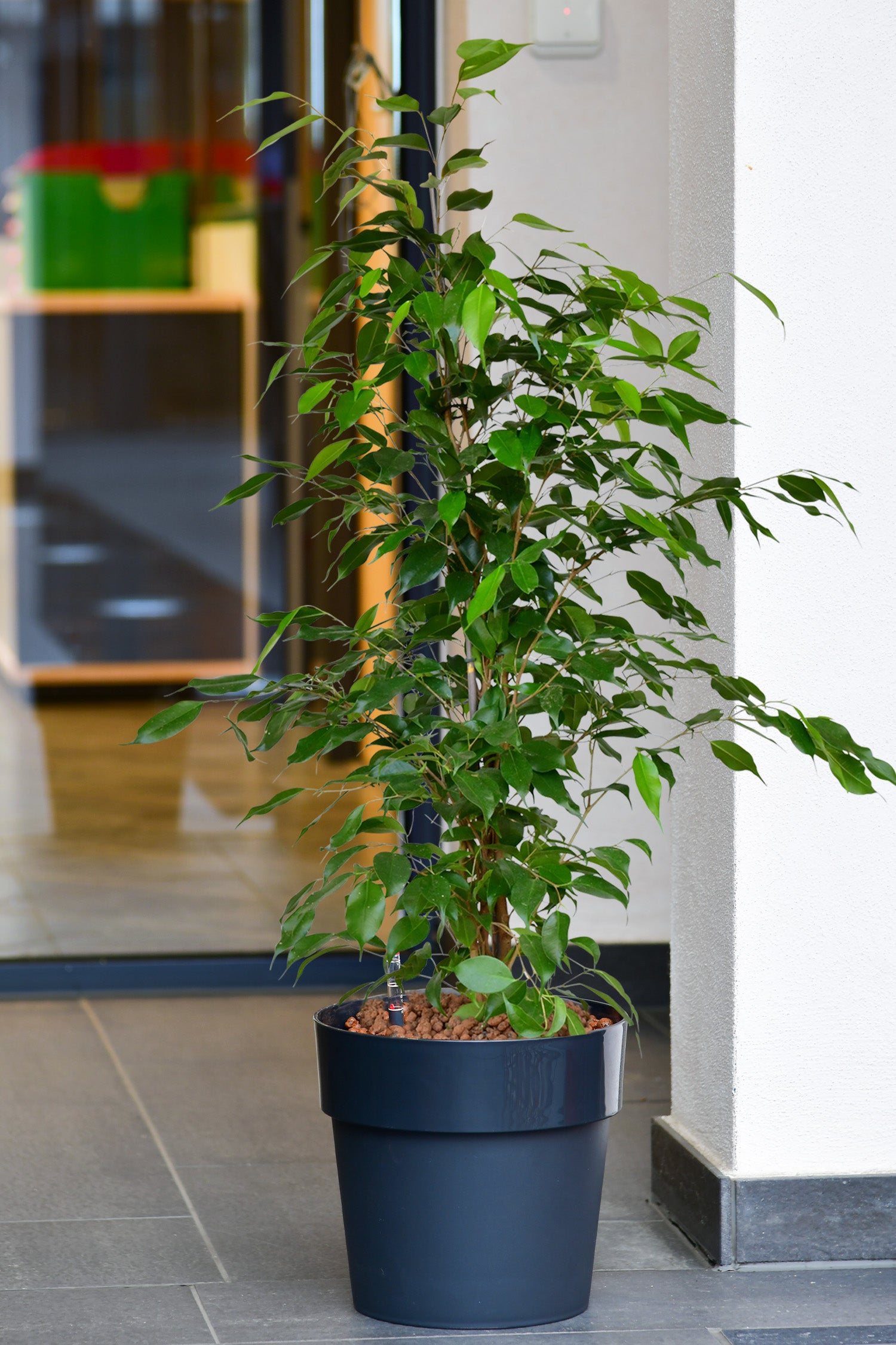 Bella Ficus Benjamina, Hydropflanze 110-120cm