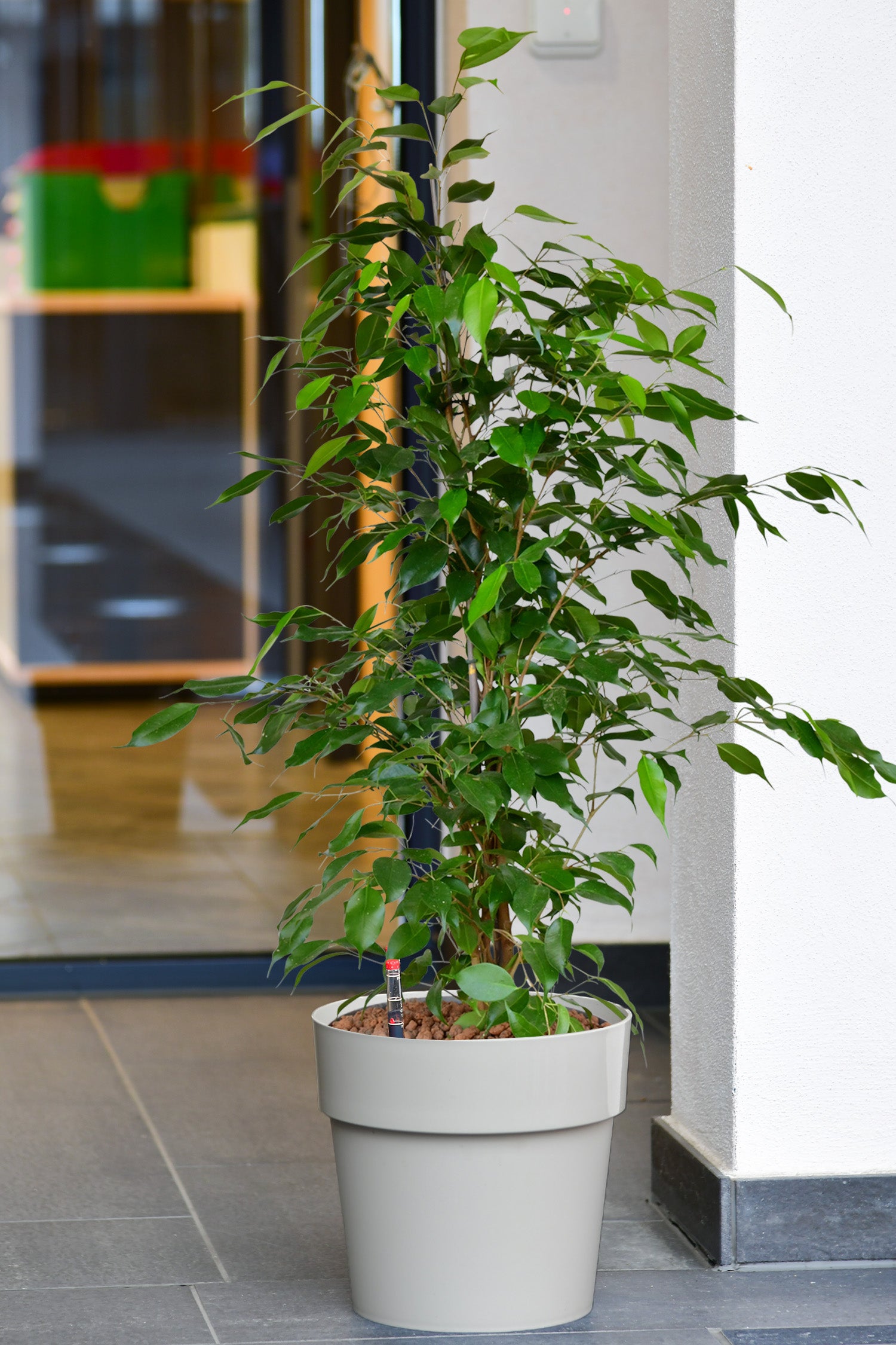 Bella Ficus Benjamina, Hydropflanze 110-120cm