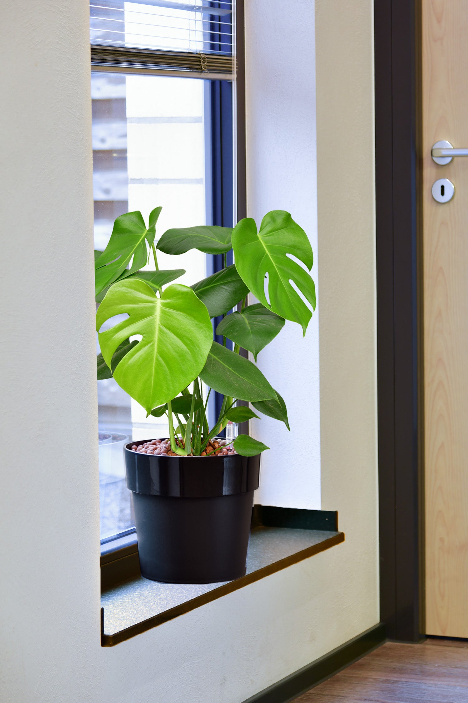 Must Have Monstera, Hydropflanze 70-80cm