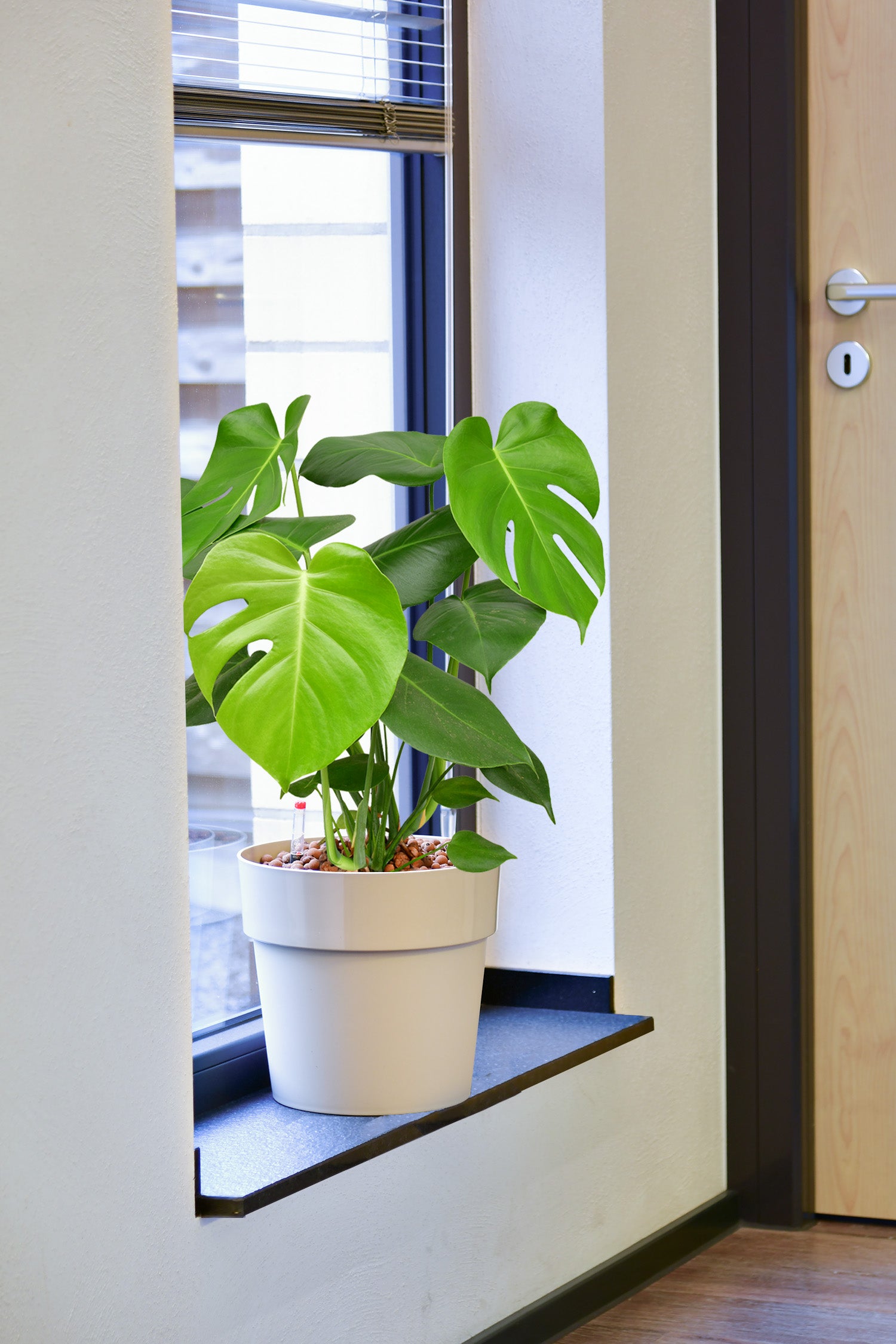 Must Have Monstera, Hydropflanze 70-80cm