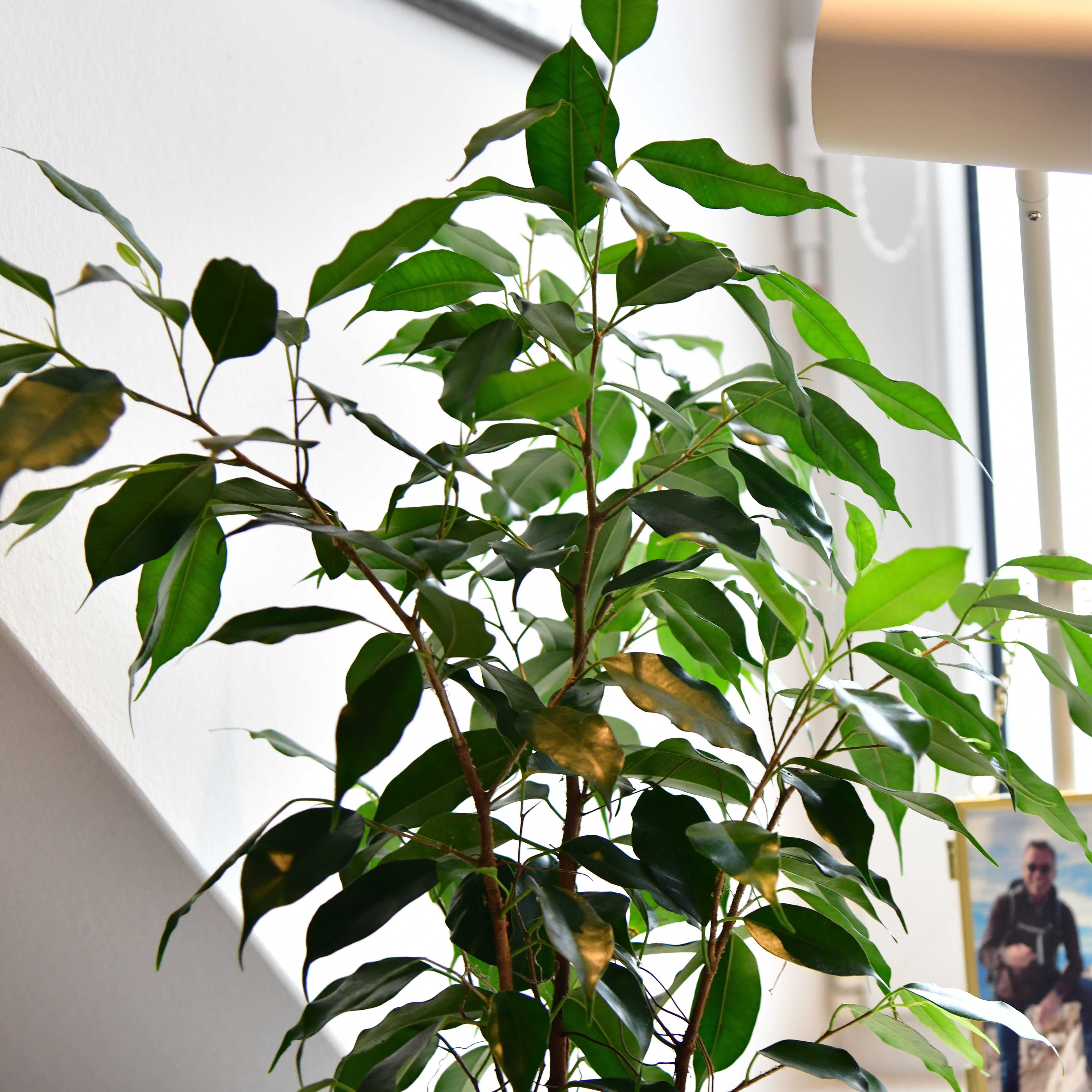 Friedlicher Ficus, Hydropflanze 30-40cm